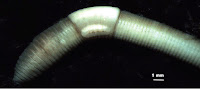 http://sciencythoughts.blogspot.co.uk/2014/04/a-new-species-of-earthworm-from-spain.html