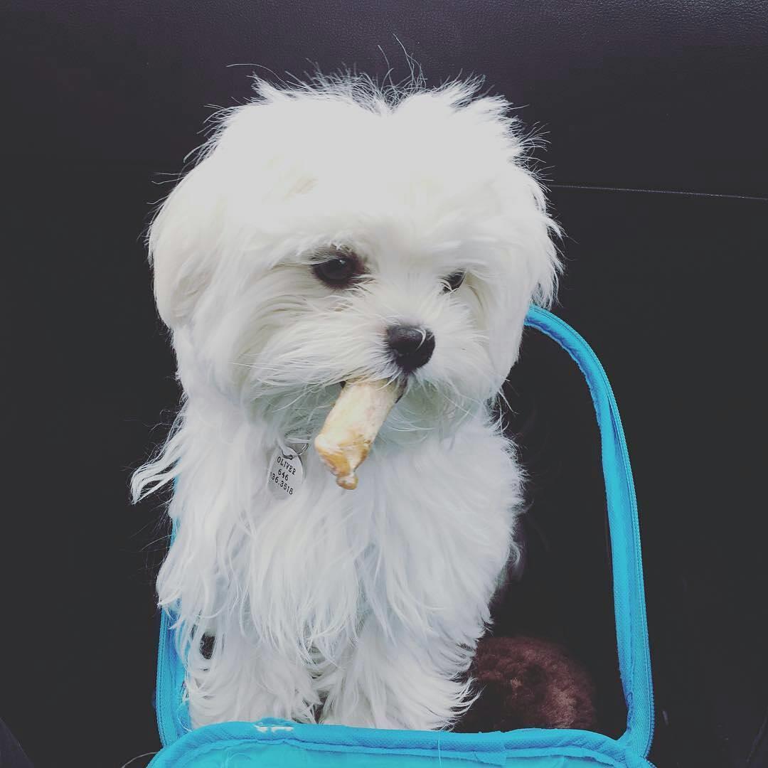 bichon maltes precio dolares