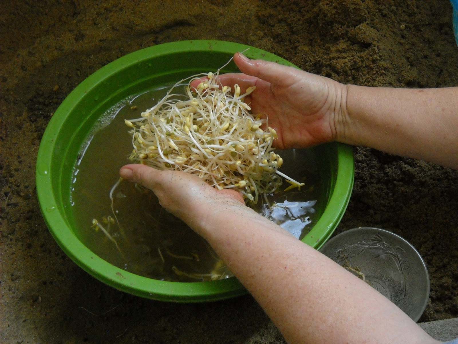 How to Grow Bean Sprouts the Vietnamese Way Vietnam travel guide