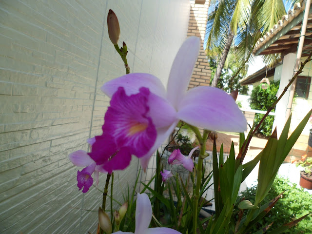 meu jardim - orquídea bambu