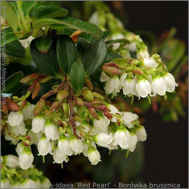 Vaccinium vitis-idaea 'Red Pearl' flowers - Borówka brusznica kwiaty