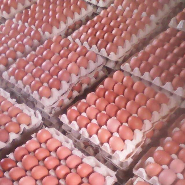 We need Egg Powder Machine, Oyo State PAN Chairman cries out
