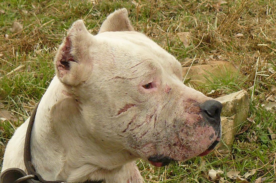 classe Orrore rame EADD TV / VIDEO CHANNEL: Dogo argentino vs Puma - Pelea a muerte hipotética - ¿Quien gana? EADD CHANNEL - TM classe Orrore rame EADD TV / VIDEO CHANNEL: Dogo argentino vs Puma - Pelea a muerte hipotética - ¿Quien gana? EADD CHANNEL - TM