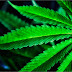 The Easy Way To Detox From Cannabis
