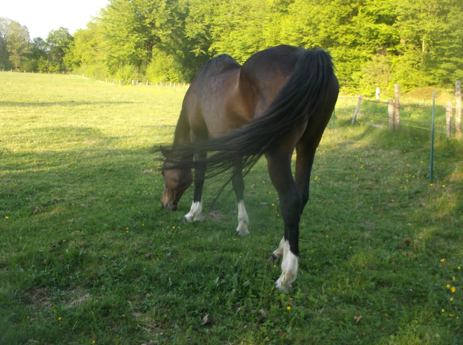 Hufrehe-Blog: Der Hafi meiner Enkelin lahmt 2 Tage nach dem ersten Anweiden