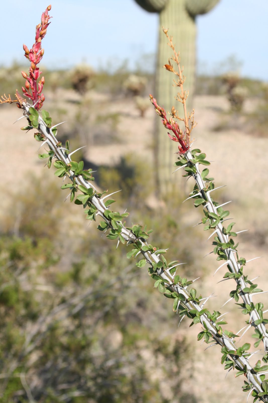 Practical Biology science for everyone Desert Water Part 1