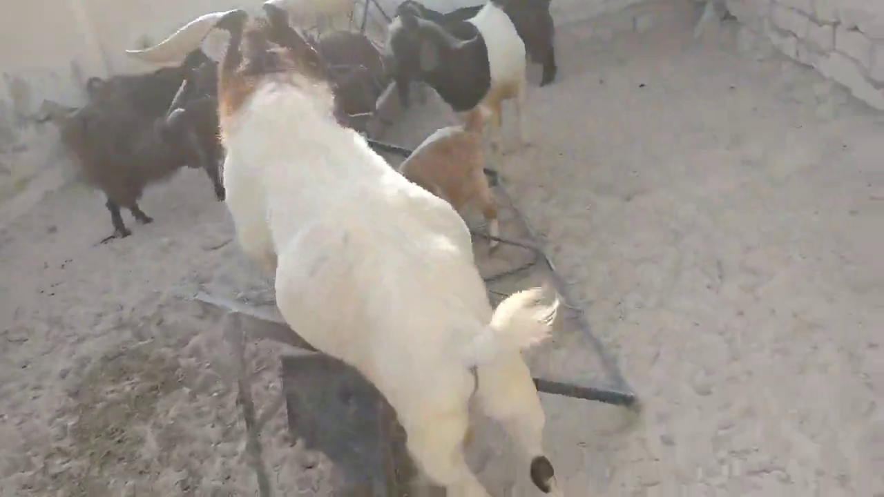 Goat Swify مايو 2019