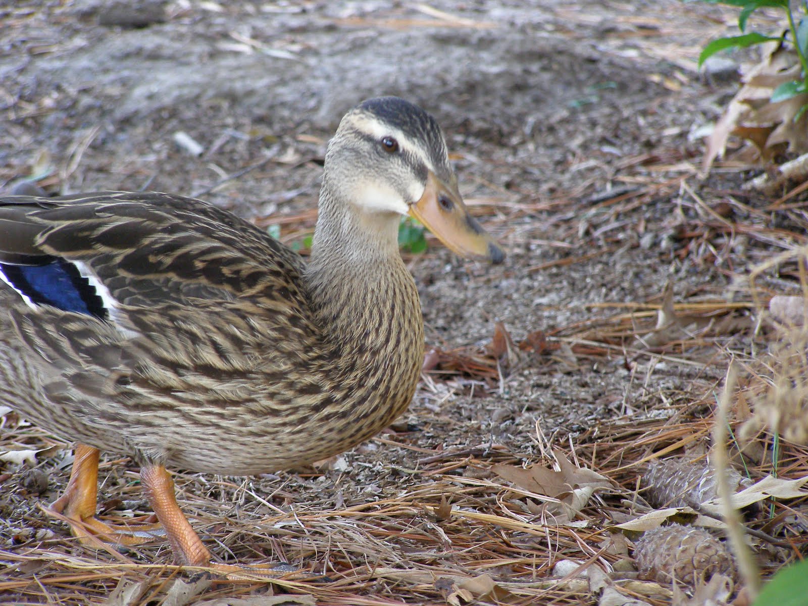 Evelyn's Wildlife Refuge: Where have all the male Mallards gone?