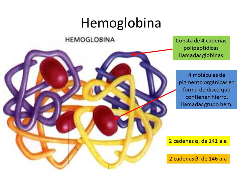 Portafolio de evidencias de Fisiología Básica (Ilsa Elenes IV.-5