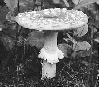 gambar jamur amanita