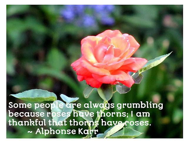 Happy Rose Day With Quotes 2016 Happy Rose Day With Quotes 2016