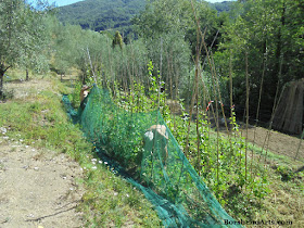 Italian farmers pick the beans of Sorana ; fagioli di Sorana