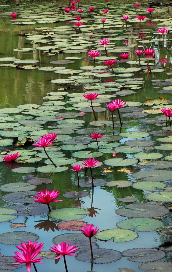 Water lilies are typical plants that grow in freshwater marshes