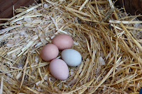 Eggs in the nest.