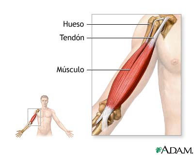 LIGAMENTOS Y TENDONES PDF DOWNLOAD LIGAMENTOS Y TENDONES PDF DOWNLOAD
