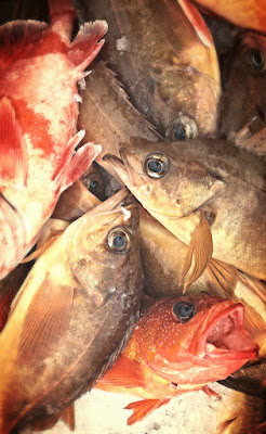 assorted rockfish, bank perch, Tuna Harbor Dockside Market, local seafood