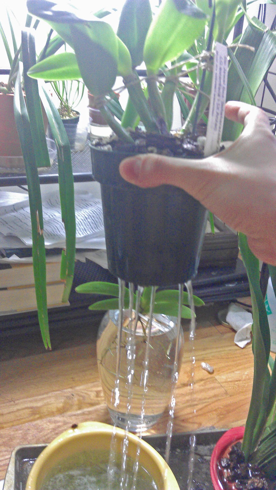 Maria's Orchids My Orchid Care On Watering my Orchids