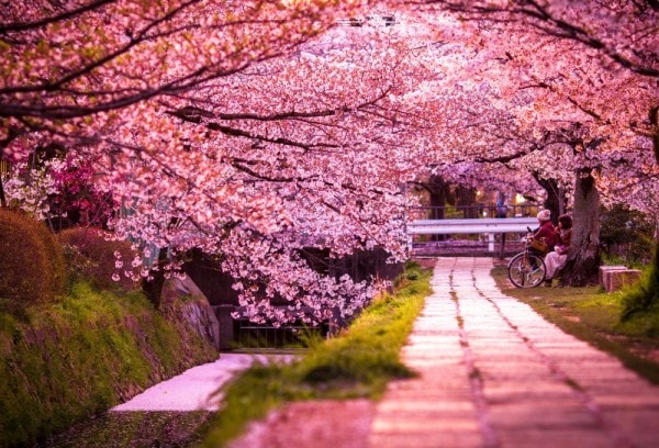 El árbol más bello del mundo, Sakura, los Cerezos Japoneses El árbol más bello del mundo, Sakura, los Cerezos Japoneses