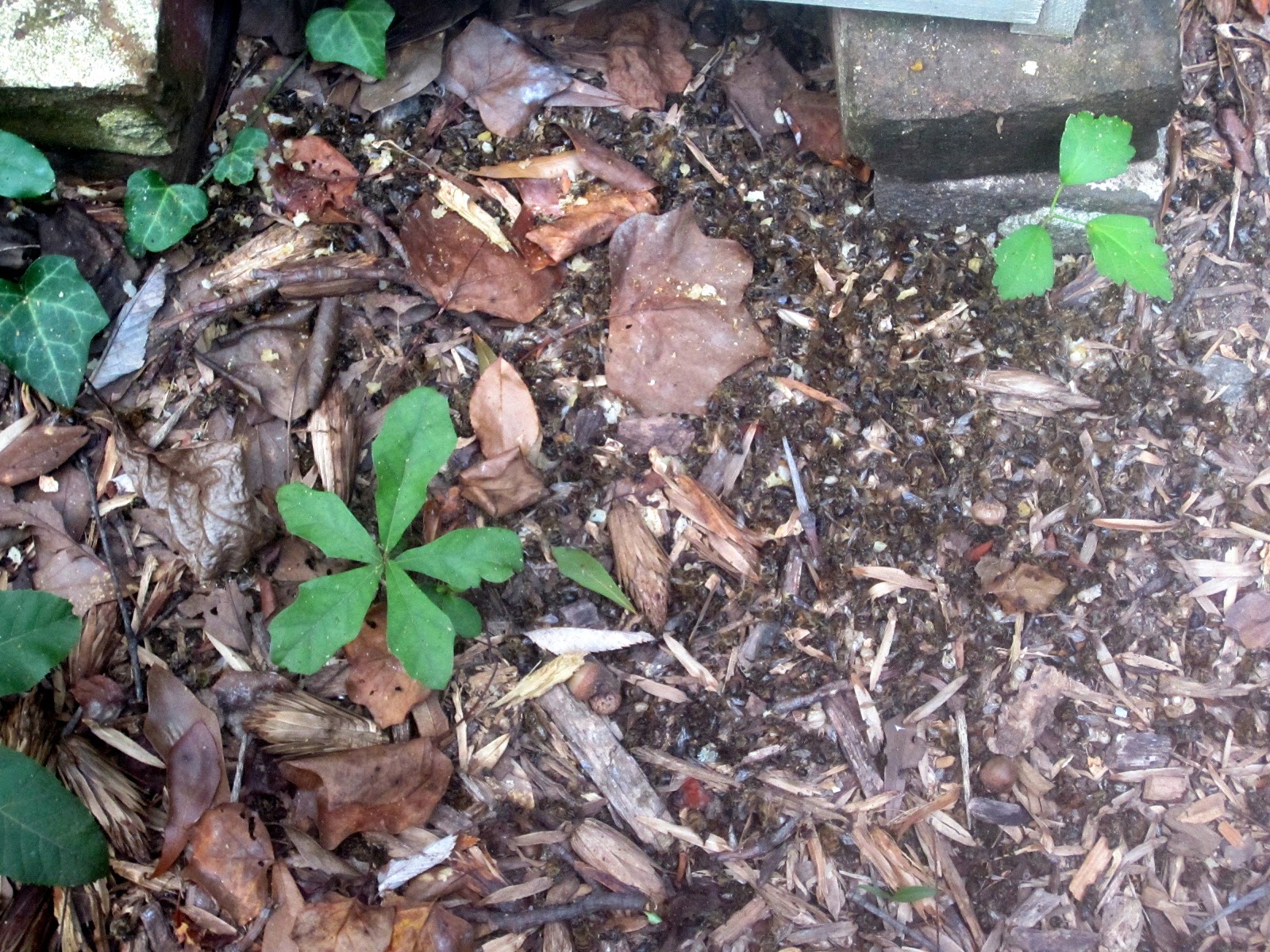 Linda s Bees: Bad News Good News Bee News