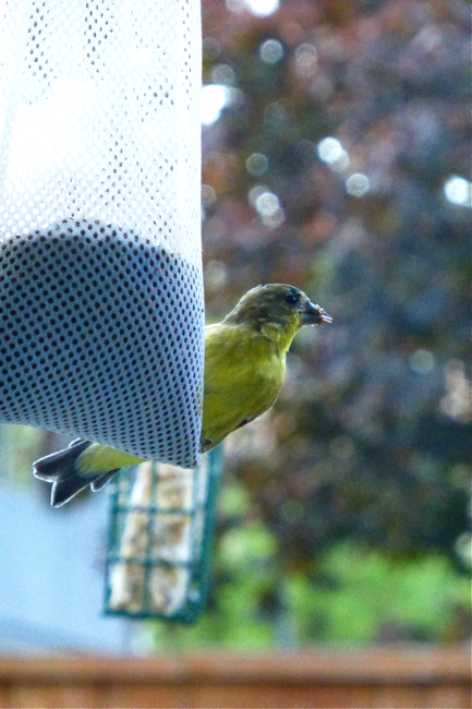 bird, warble, yellow bird, backyard bird, garden, niger, niger seed, feeding birds