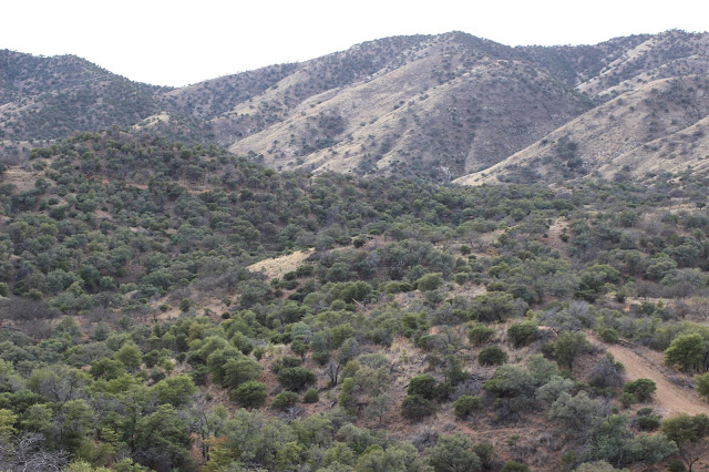 Guided%2BCoues%2BDeer%2BHunts%2Bin%2BSonora%2BMexico%2Bwith%2BJay%2BScott%2Band%2BDarr%2BColburn%2BDIY%2Band%2BFully%2BOutfitted%2B37.JPG