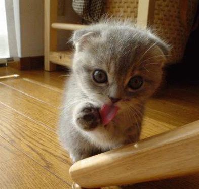 https://4.bp.blogspot.com/-_YZdrjYC2KA/TgTvGV9KNYI/AAAAAAAAAFc/yUCu87JxPVc/s1600/cute%2Bcat.JPG