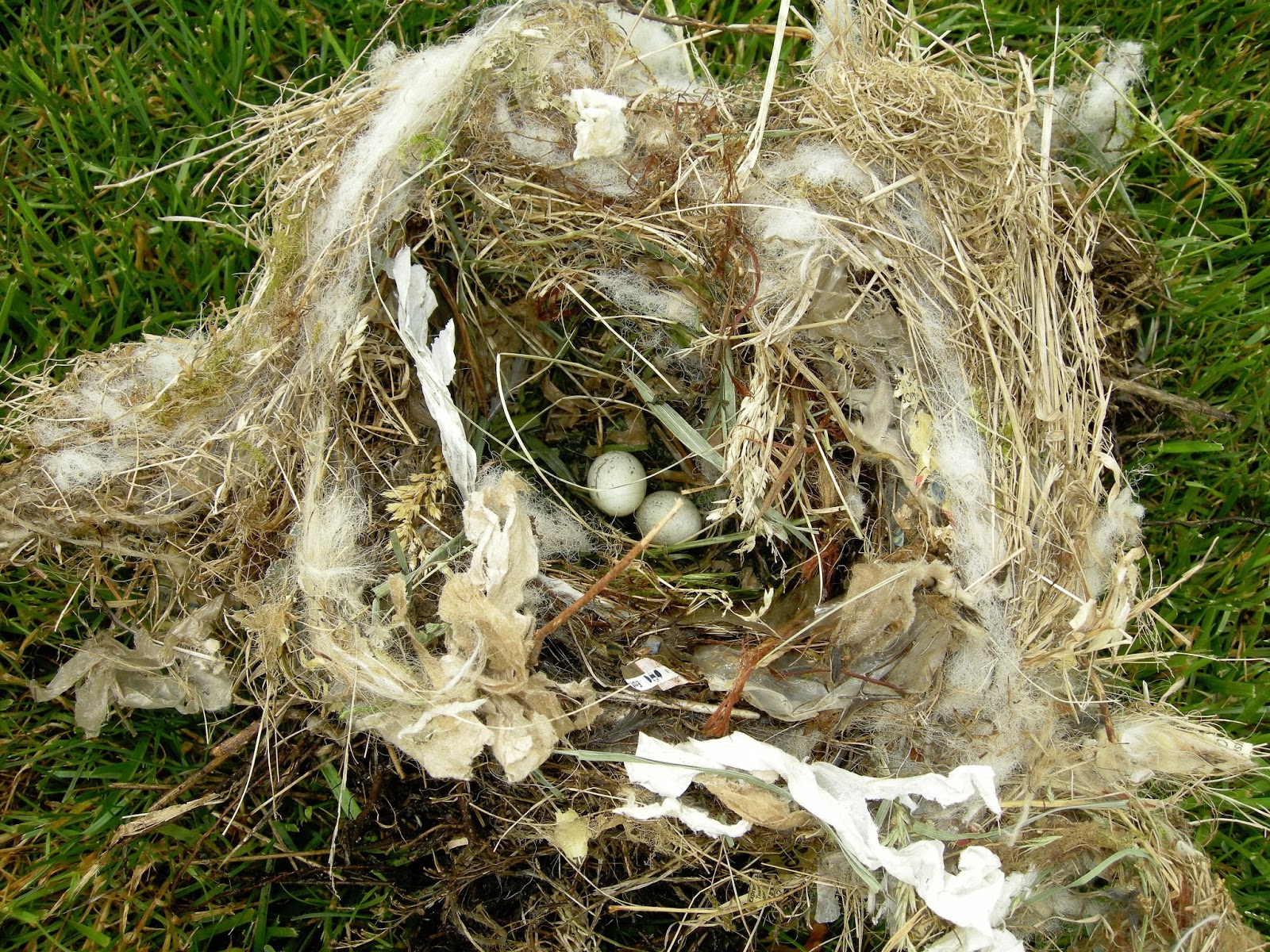 My Jersey Life House sparrow nest episode by Adrian