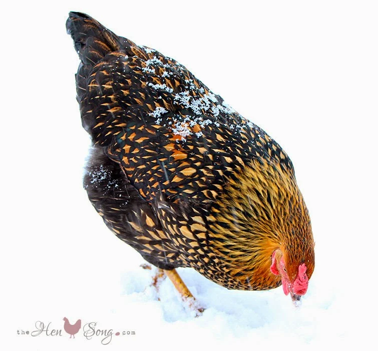 20 ColdHardy Chicken Breeds Fresh Eggs Daily® with Lisa Steele