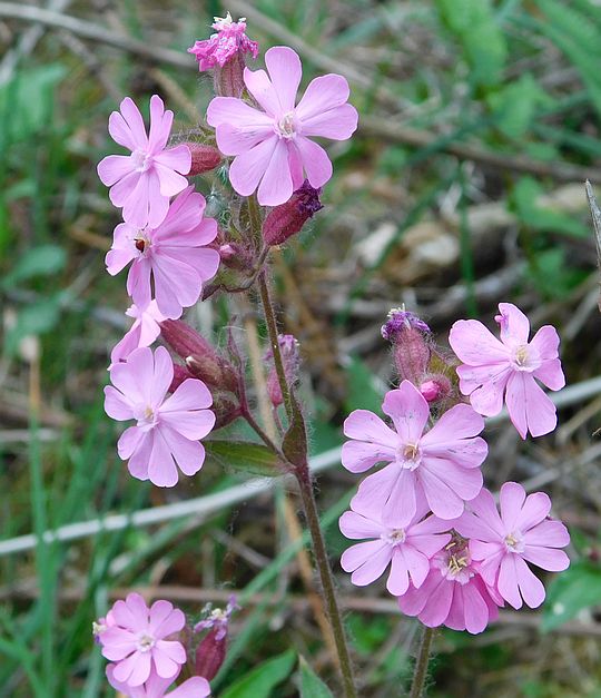 Bniec czerwony, lepnica czerwona (Melandrium rubrum Garcke). Bniec czerwony, lepnica czerwona (Melandrium rubrum Garcke).