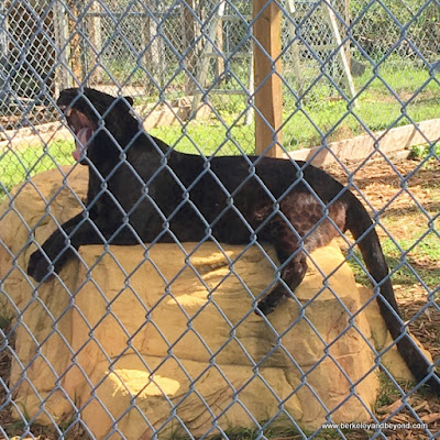 yawning black panther in zoo at Sawgrass Recreation Park in Weston, Florida