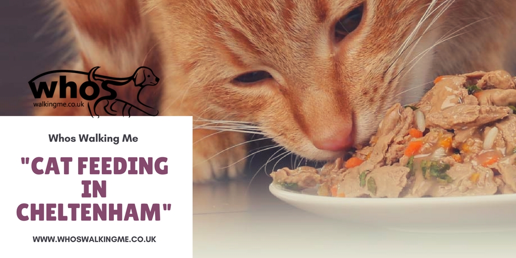 Cat Feeding Service in Cheltenham How to choose the right?