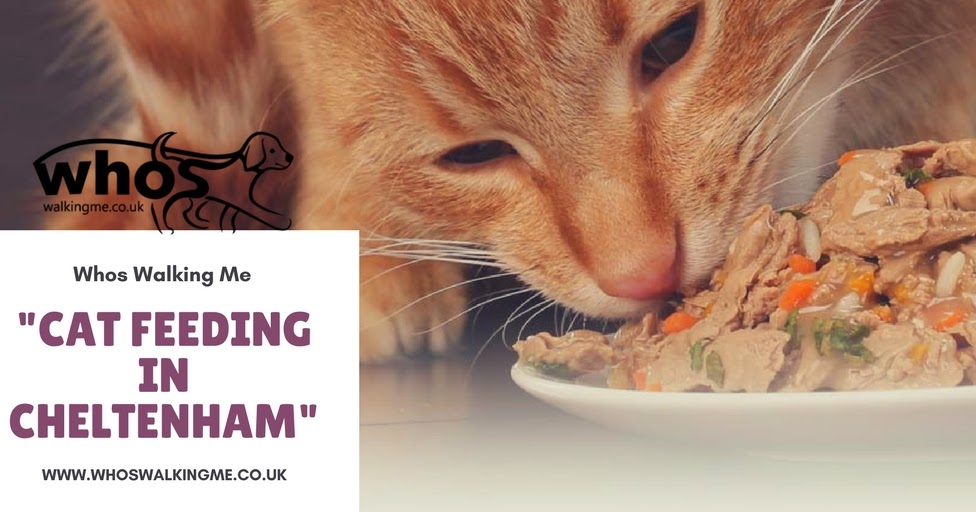 Cat Feeding Service in Cheltenham How to choose the right?