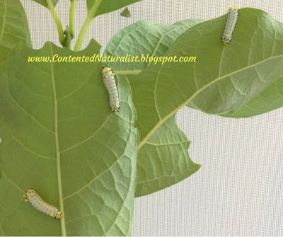 Three fat caterpillars on leaves, one leaf showing chew marks. The caterpillars are pale green with black and yellow bumps.