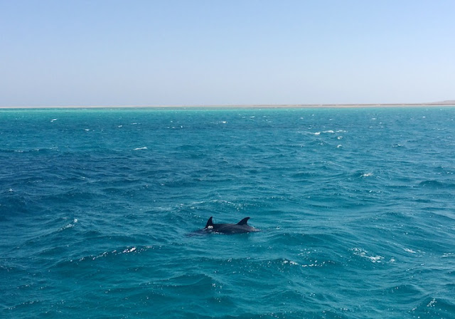 snorkeling at mahmya island hurghada 