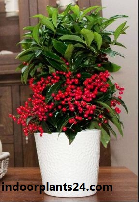 plant ardisia berry coral myrsinaceae crenata berries appear stalks horizontal usually almost