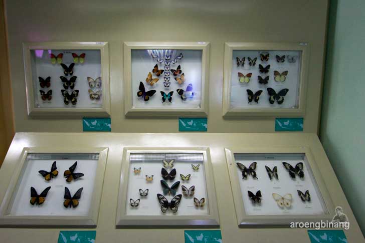 museum serangga dan taman kupu-kupu tmii