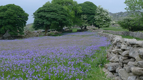 Dartmoor Bluebells Dartmoor Bluebells