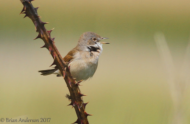 Whitethroat Whitethroat