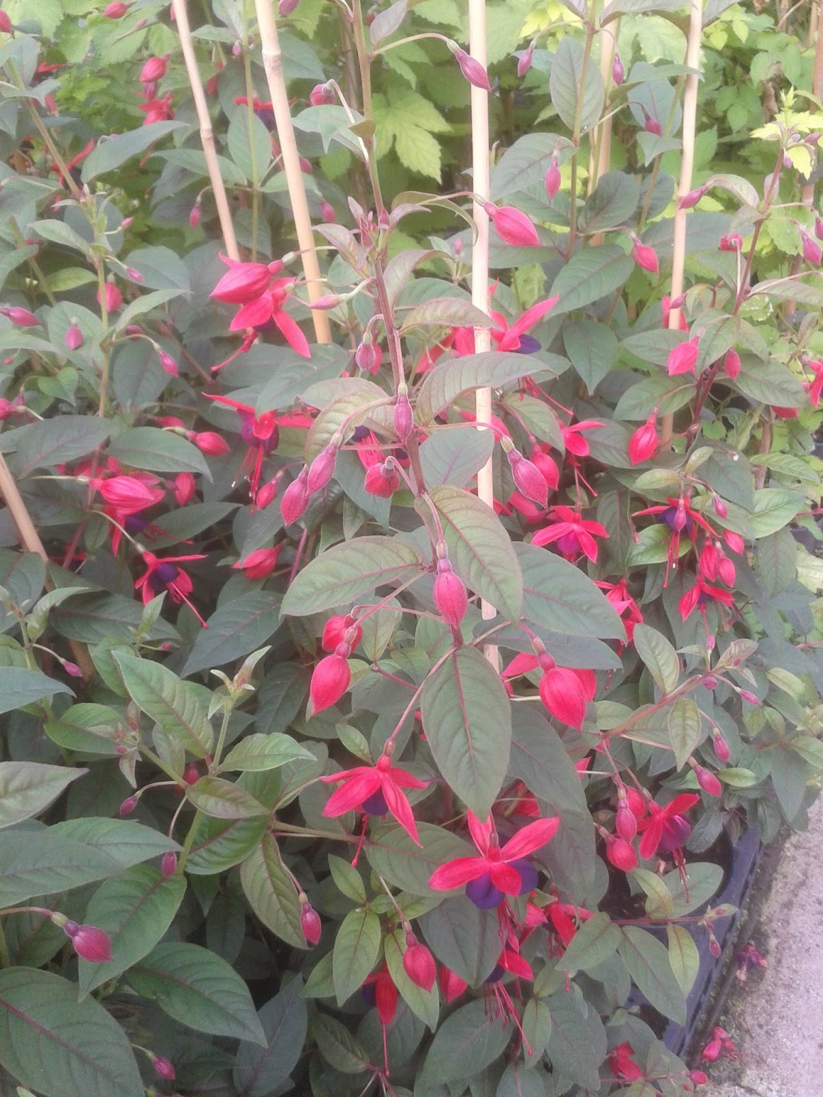 St. Bridget's News Fuchsia Lady Boothby