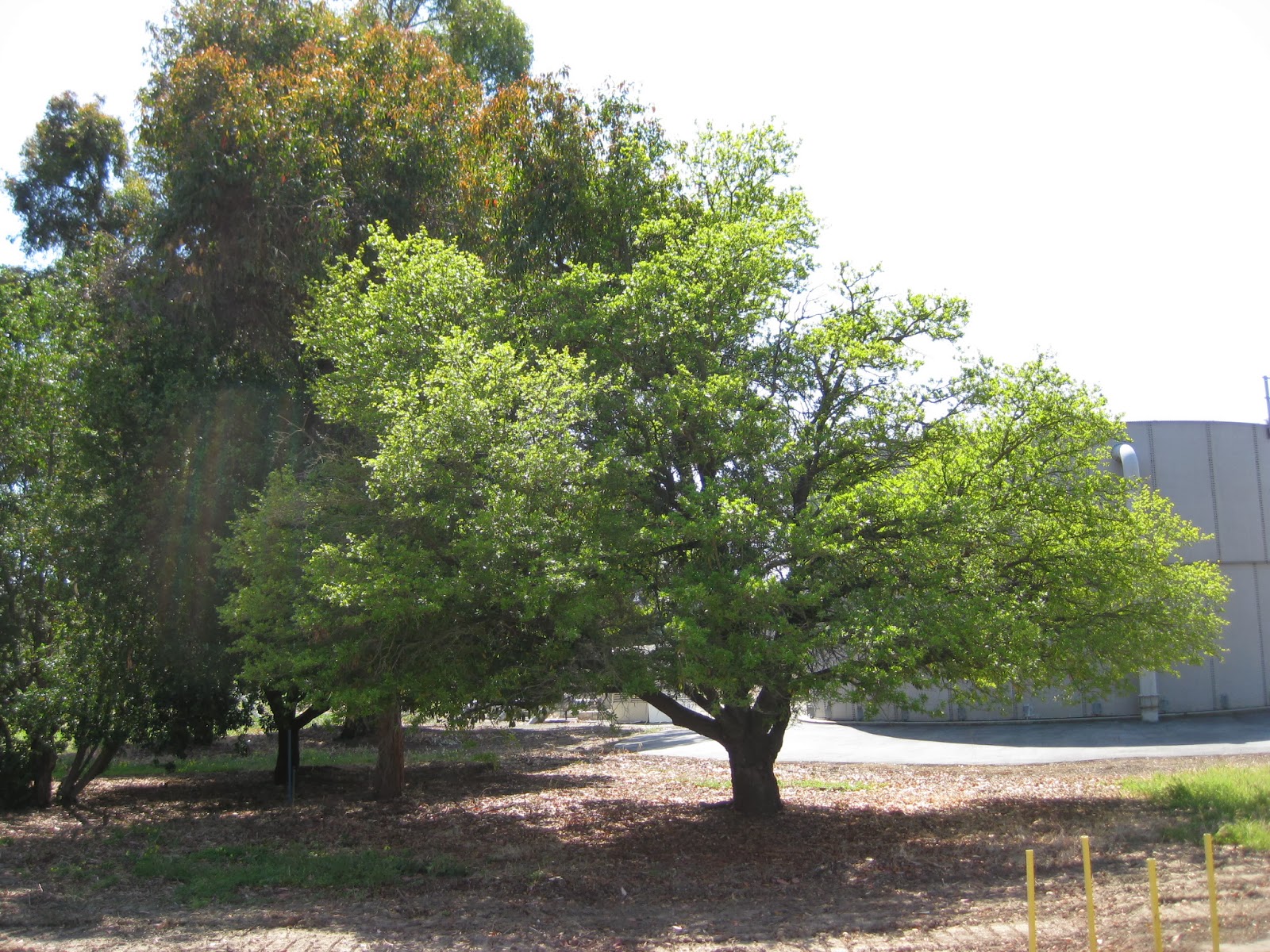 Trees of Santa Cruz County Quercus virginiana Southern Live Oak