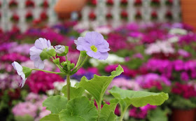 Poison Primrose