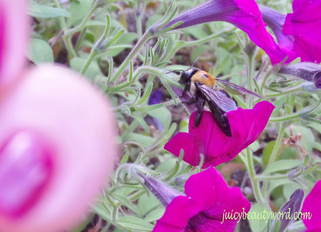 bee on purple wave petunia