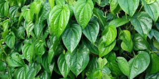 daun sirih khasiat daun sirih