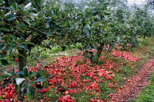 Eddisbury Fruit Farm apple orchard from www.anyonita-nibbles.com