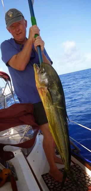 caught dorado trolling in exuma sound bahamas on our sailboat