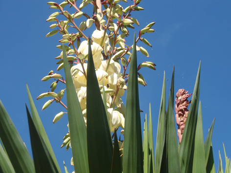 flor y capullos de la yuca