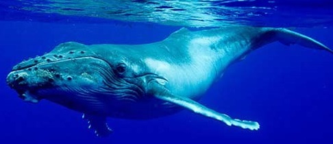 humpback-whales-feeding-breeding-migration-lifespan