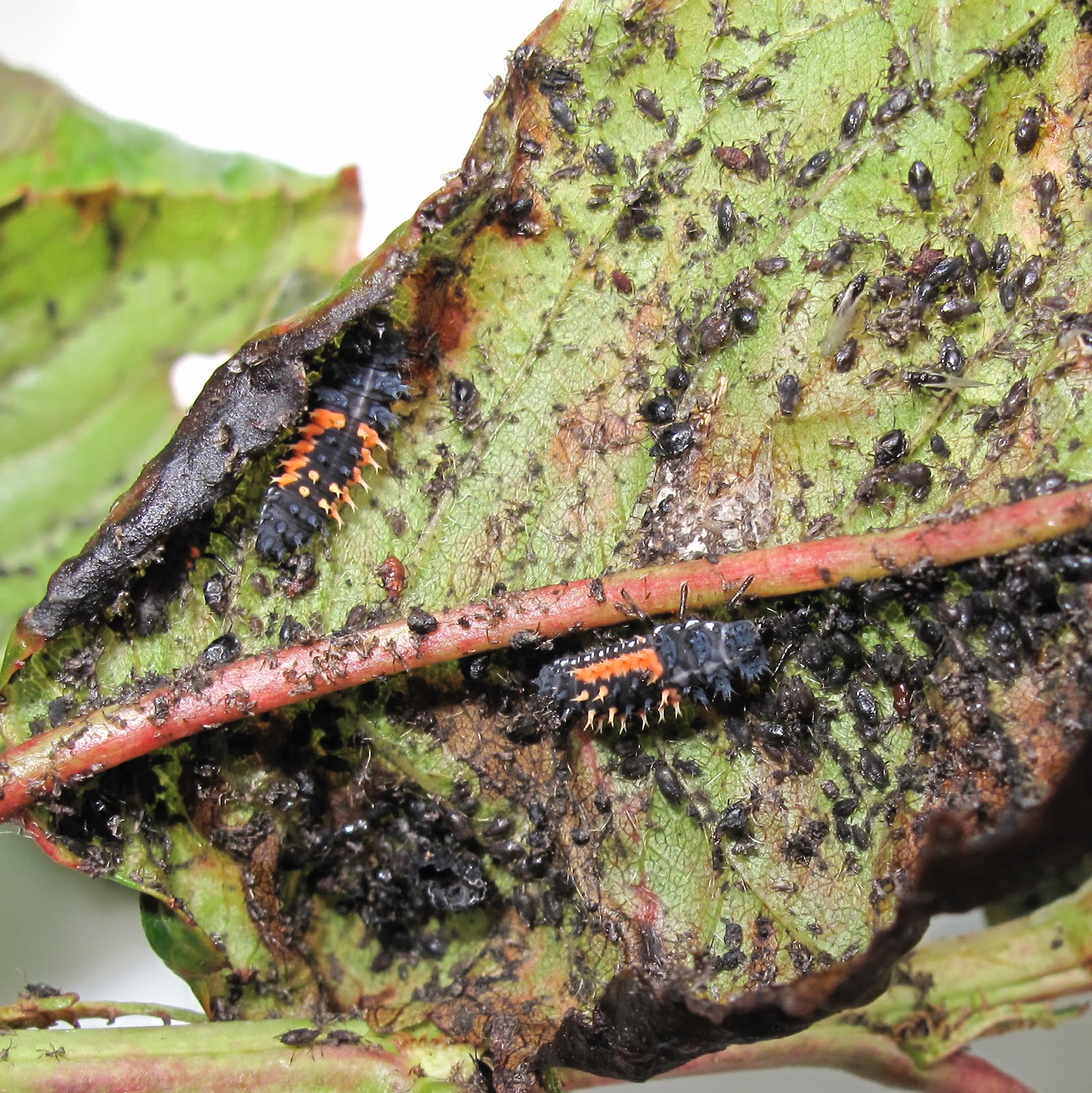 BugBlog Inside curly cherry leaves with their food