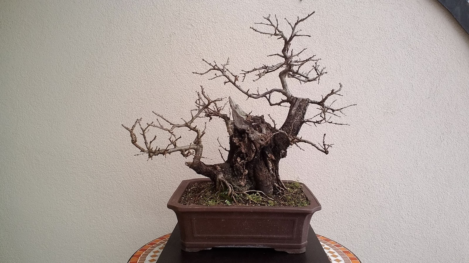 just another bonsai enthusiast Prunus mahaleb update