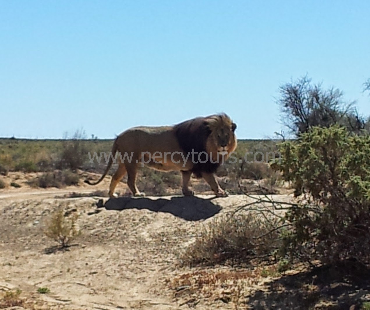 Lion on Safari, near Hermanus